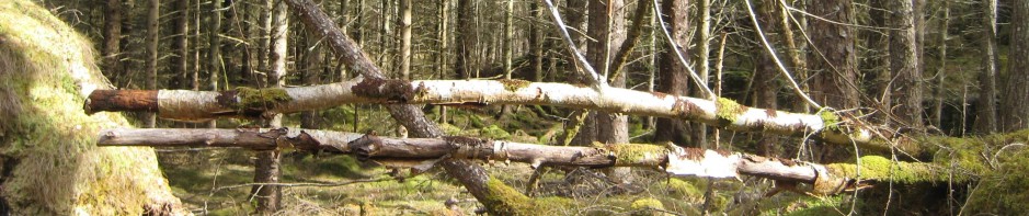 cropped-parall-logs-2