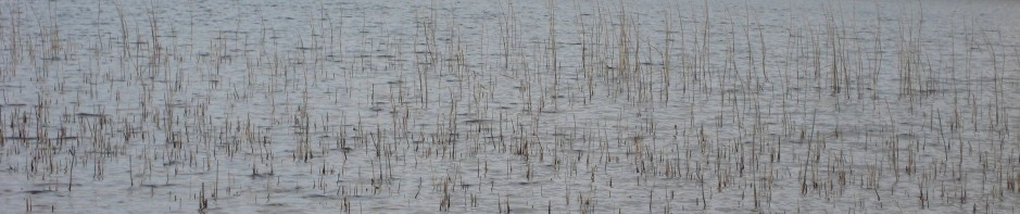cropped-reeds-2