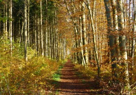 autumn-mood-2803801_1920